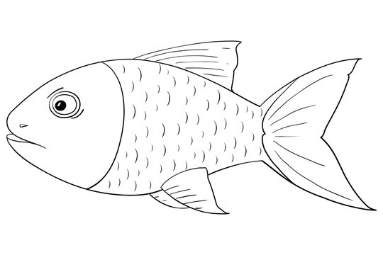 Fish. Outline drawing