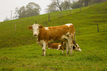 Fototapeta na wymiar Kühe, Weide, Wiese, Frühling, Kuh, Alpen