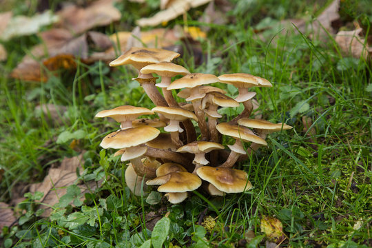 Wood Fungus, Nameko Mushroom, Kuehneromyces mutabilis on the ground