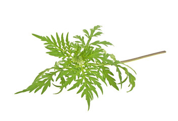 Ragweed plant in allergy season isolated on white background, co