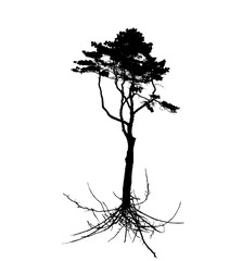 Tree Silhouette with root system Isolated on White Background. V