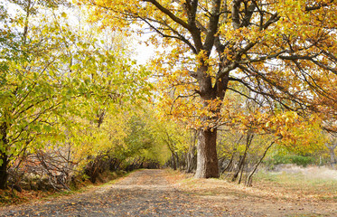 Fototapeta premium Kırsaldaki Yolun Sonbahar Manzarası