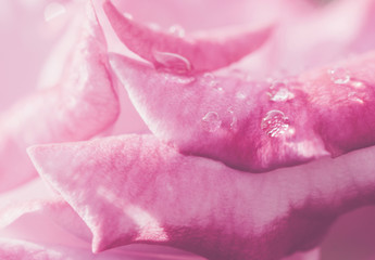 Pink Rose Flower background