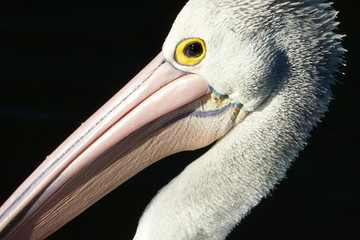 A close up of a pelican