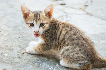 little cat sitting  in one of towns.Thailand