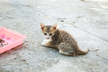 Fototapeta premium little cat sitting in one of towns.Thailand