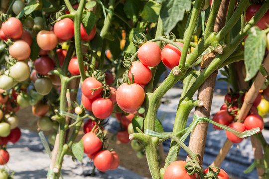 ripe tomato ready to harvest in field