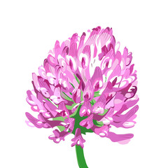 Clover Flower. Vector isolated image on white background