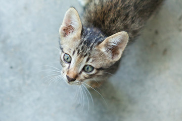 little cat sitting  in one of towns.Thailand