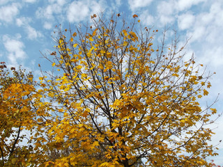 Jesienny krajobraz - jesienne liście na tle nieba