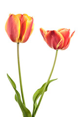 Two tulip flowers isolated on a white background