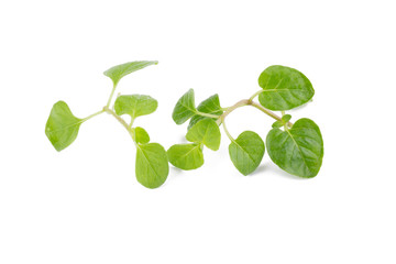 fresh Oregano herb on white background.