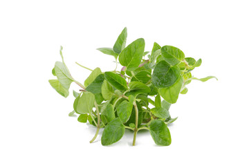 fresh Oregano herb on white background.