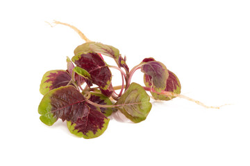 red spinach isolated on white background.