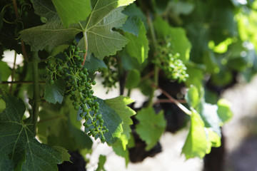 Young grapes hanging from vines