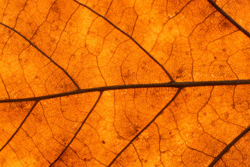Obraz premium Texture of a dead leaf in autumn