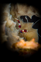 Banded coral shrimp (barberpole shrimp: Stenopus hispidus) Bari Reef, Bonaire, Netherlands Antilles