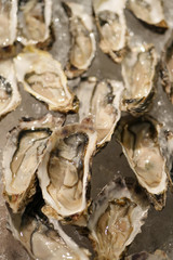 fresh oyster, seafood on ice