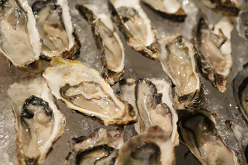 fresh oyster, seafood on ice