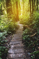 trekking trail in tropical rain jungle forest