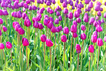 Field of tulips