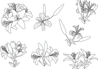 black lily flowers seven sketches isolated on white