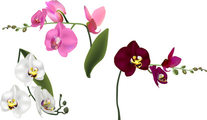 three isolated on white orchid flowes