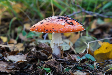 Herbst in der Moor und Filz Landschaft Kendlmühlfilz