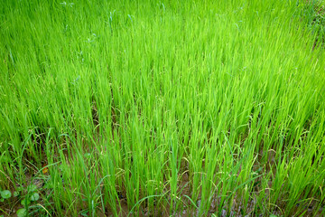 Rice young green growing in paddy fields.