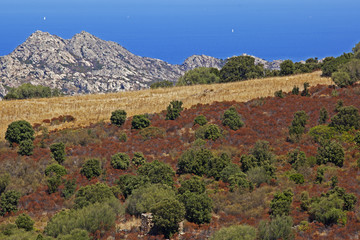 Maquis Corse avec monticules de pierre en bord de mer