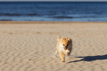 Cute red puppy German Spitz running on the beach selective focus
