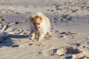 Cute red puppy German Spitz running on the beach selective focus