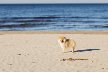 Cute red puppy German Spitz walk on the beach selective focus