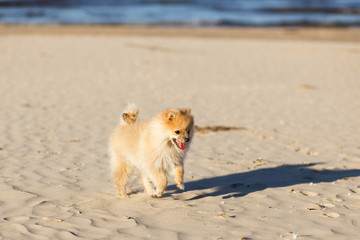 Cute red puppy German Spitz running on the beach selective focus