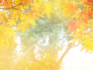 Abstract Soft and blure autumn leaves in Japan for background