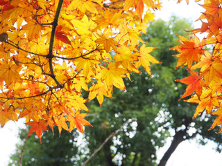 Selective focus maple autumn leave in Japan for background