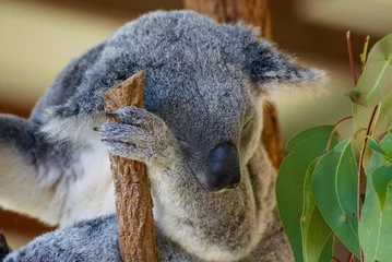 Photo sur Plexiglas Koala sleepy Koala