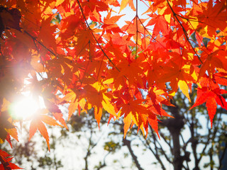 Red Japanese Maple leave in autumn for background