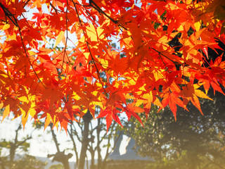 Red Japanese Maple leave in autumn for background