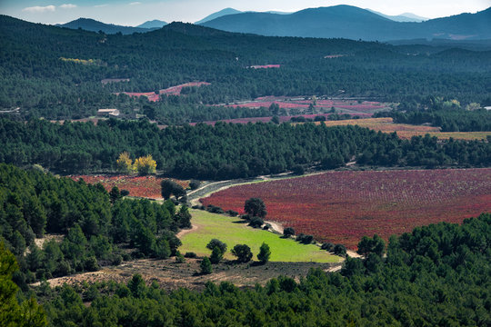 Vineyard with bobal grape and pine tree forest