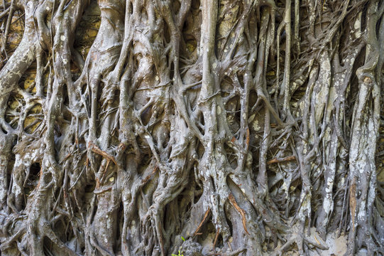 Strangler fig roots in a close-up abstract background