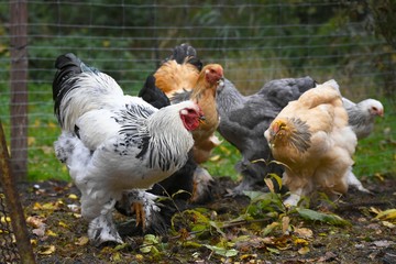 Gruppe Brahma Hühner im Freilauf
