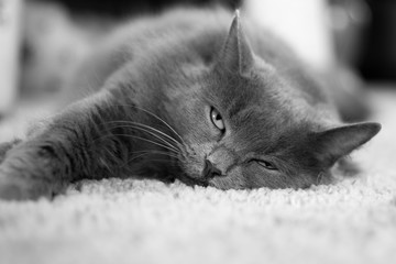 Lazy grey cat laying on carpet.