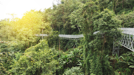 walkway with treetop view in park