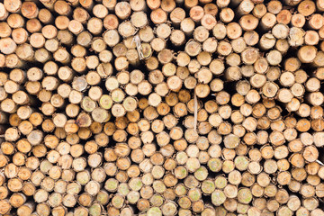 Eucalyptus trees for sale in construction work.