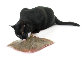 cat eating skate