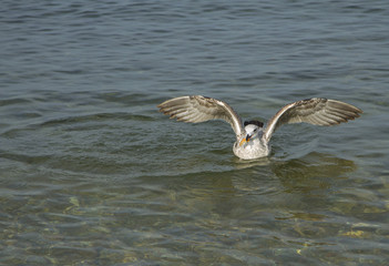 The single seagull catching the food with opened wings