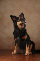 sitzender Border Collie Mix