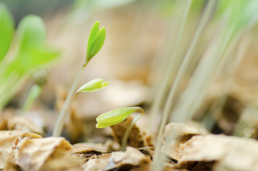 Coriander seedling growing in a pot