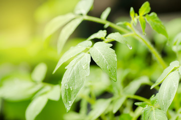 Organic tomato plant in a farm